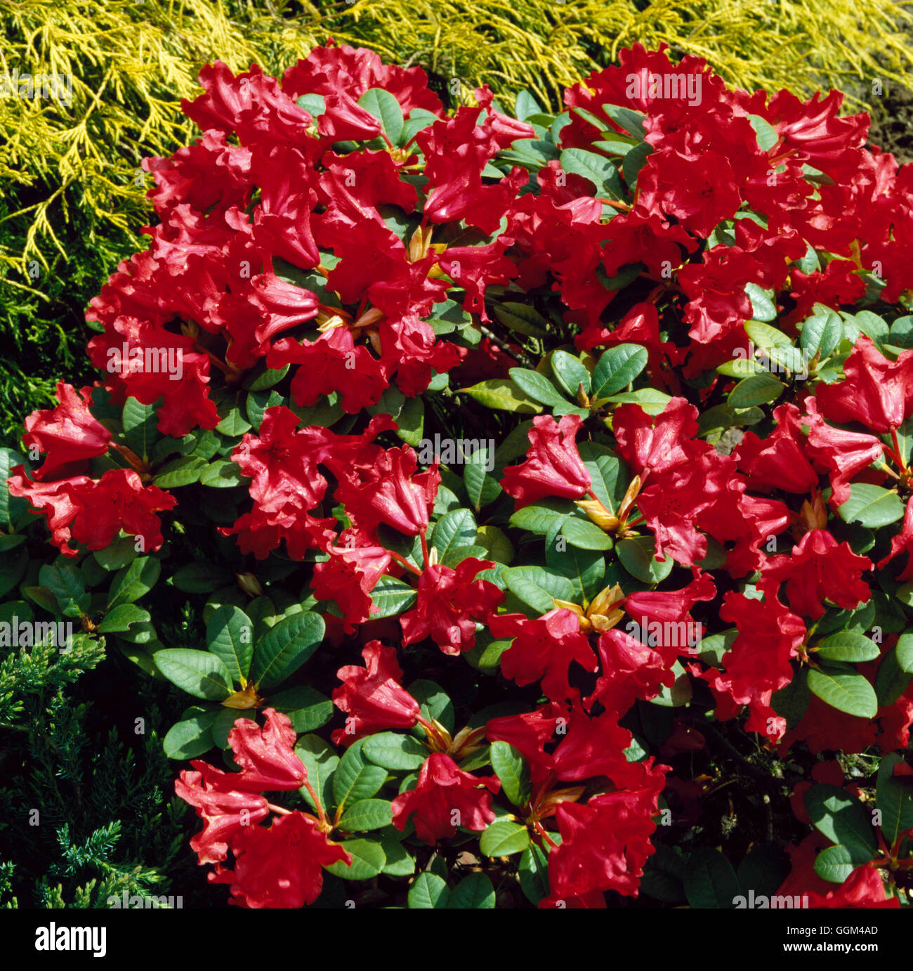 Rhododendron - `Scarlet Wonder' AGM   RHO048438 Stock Photo